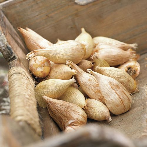 Freesia Double Blooming Mix Bulbs Image