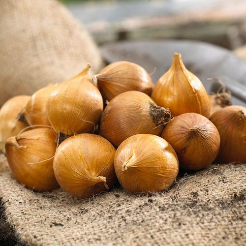 Dutch Iris Cut Flower Bulb Garden Blend Image