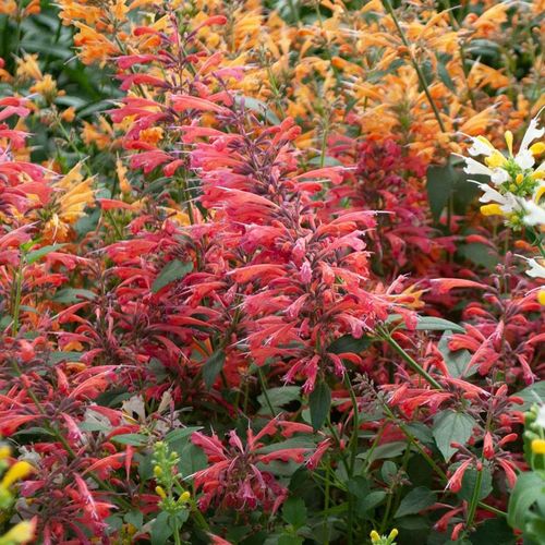 Agastache Sunrise&trade; Red Improved Hyssop Image