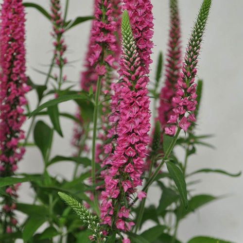 Veronica Vernique® Raspberry | Jackson & Perkins