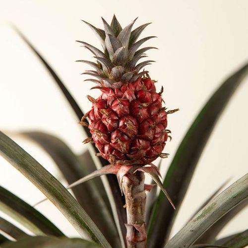 Happy Pineapple Image