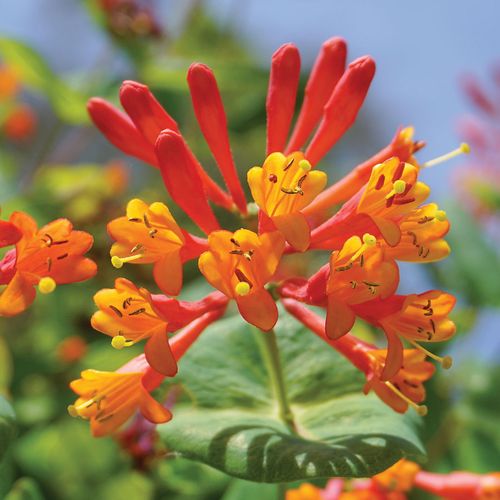 Lonicera 'Mandarin' Honeysuckle Image