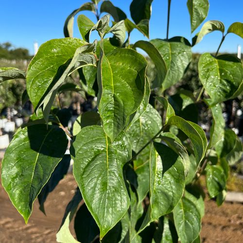 Cornus Spring Grove&trade; Dogwood Image