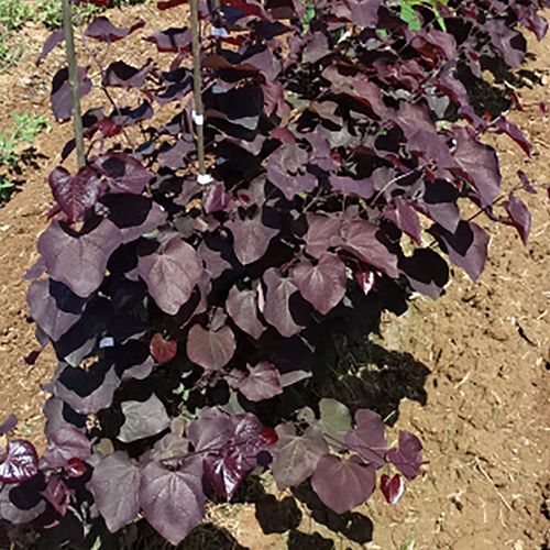 Cercis Black Pearl&trade; Redbud Image