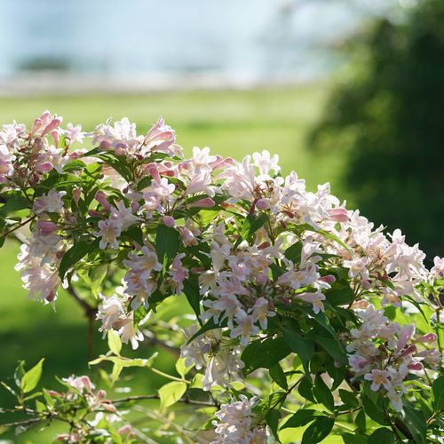 Kolkwitzia Jolene Jolene&trade; Beautybush Image