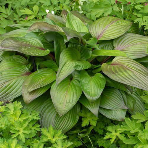 Hosta 'First Blush' Plantain Lily Image