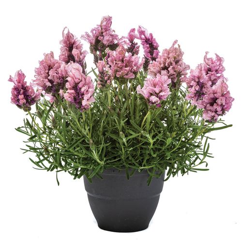 Lavandula Lavish&reg; Pink Lavender Image