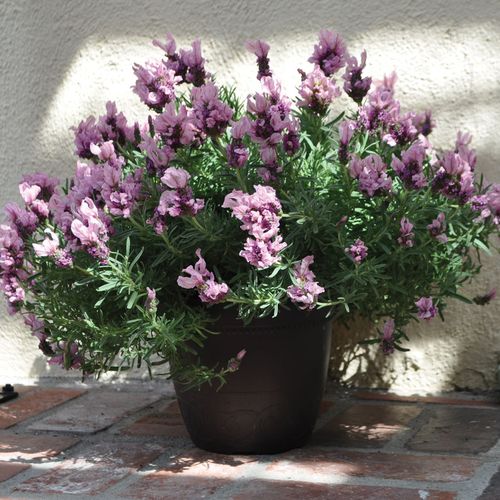 Lavandula New Madrid&reg; Rose Lavender Image