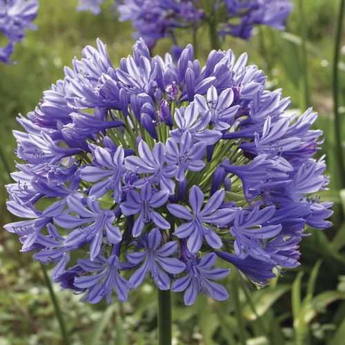 Agapanthus 'Valencia' Lily of the Nile Image
