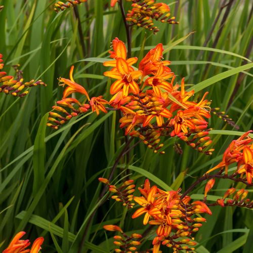 Crocosmia 'Firestarter' Falling Stars Image