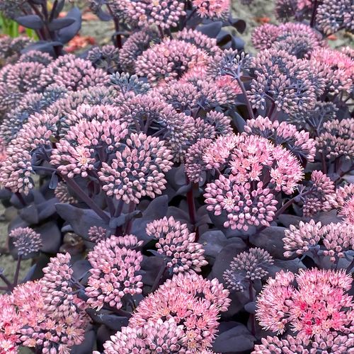 Sedum Mojave Jewels&trade; 'Sapphire' Stonecrop Image