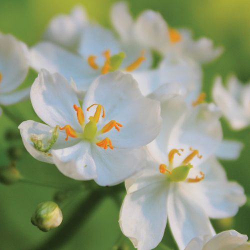 Diphylleia Skeleton Flower Image