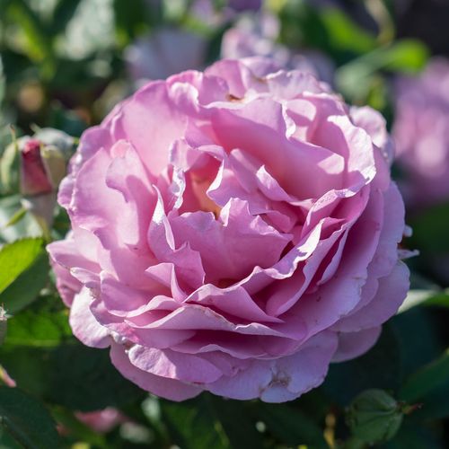 Blushing Lavender Grandiflora Rose Image