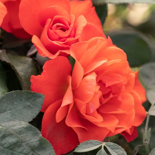 Mandarin Sunset Floribunda Rose Image