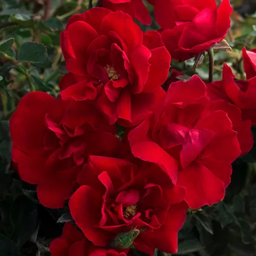 Brick House™ Floribunda Rose | Jackson & Perkins Brick House™ Floribunda Rose | Jackson & Perkins