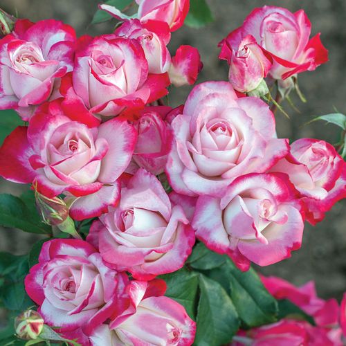 Candy Cane Cocktail&trade; Floribunda Rose Image
