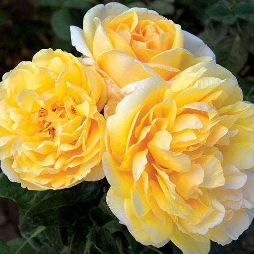Michelangelo&trade; Hybrid Tea Rose Image