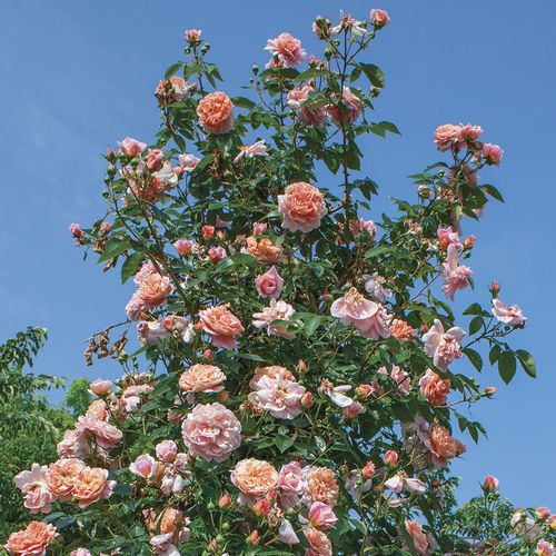 Colette&trade; Climbing Rose Image