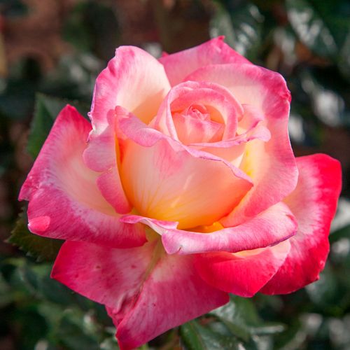 Enchanted Peace&trade; Hybrid Tea Rose Image