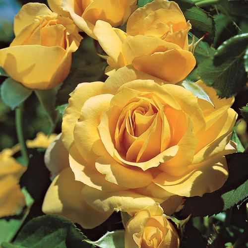 Julia Child Floribunda Rose Image