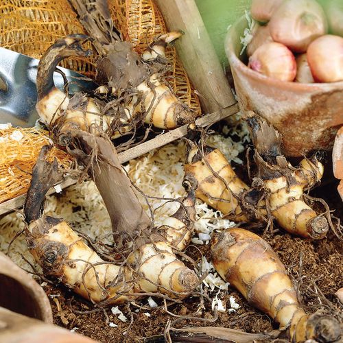 Canna Pink Futurity Canna Lily Bulbs Image