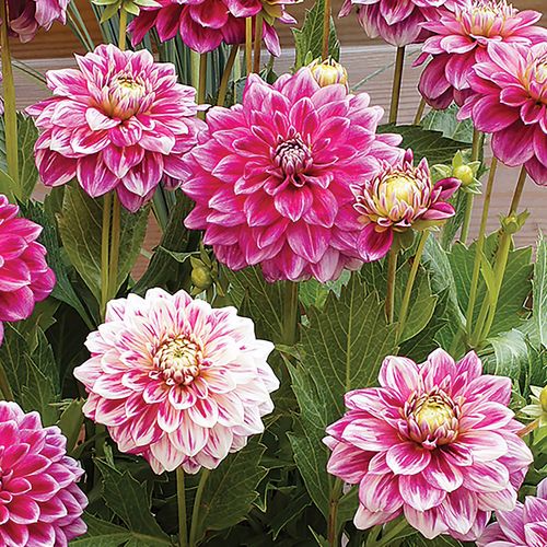 Dahlia 'Go Go Two Tone' Bulbs Image