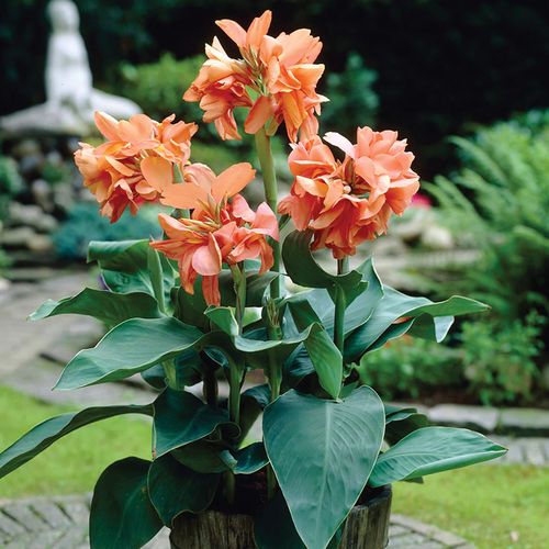Canna Tropical Sunrise Canna Lily Bulbs Image