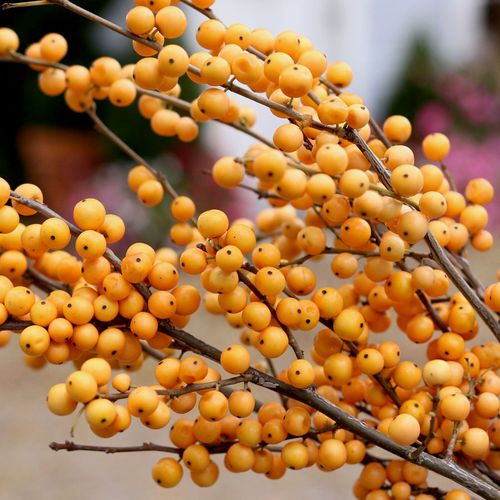 Ilex Berry Heavy&reg; Gold Winterberry Holly Image