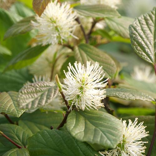Fothergilla Legend Of The Fall&reg; Bottlebrush Image