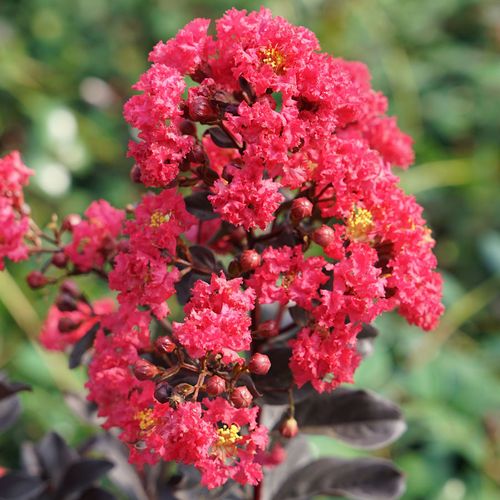 Lagerstroemia Center Stage&reg; Pink Crapemyrtle Image