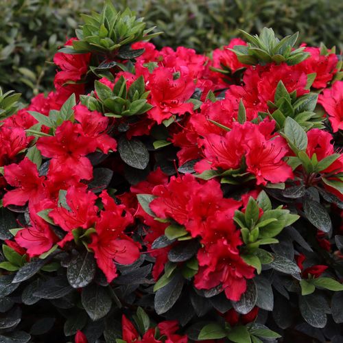 Rhododendron Perfecto Mundo&reg; Red Azalea Image