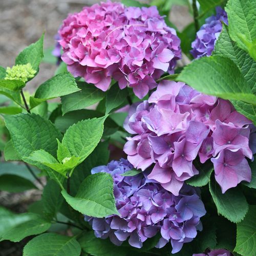 Hydrangea Let's Dance&reg; Blue Jangles&reg; Bigleaf Hydrangea Image