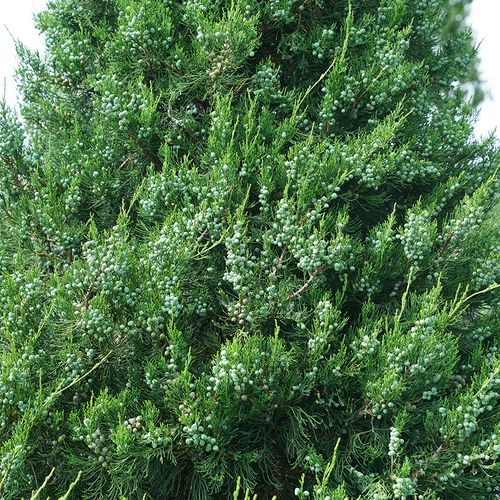 Juniperus Gin Fizz&reg; Juniper Image