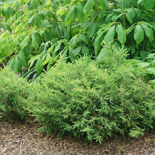 Juniperus Tortuga&reg; Juniper Image