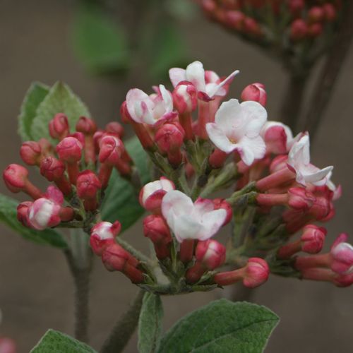 Viburnum Spice Girl&reg; Snowball Bush Image