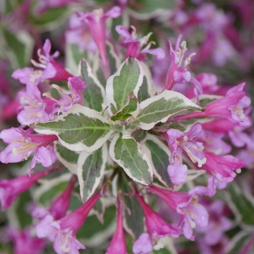 Weigela My Monet Purple Effect&reg; Image