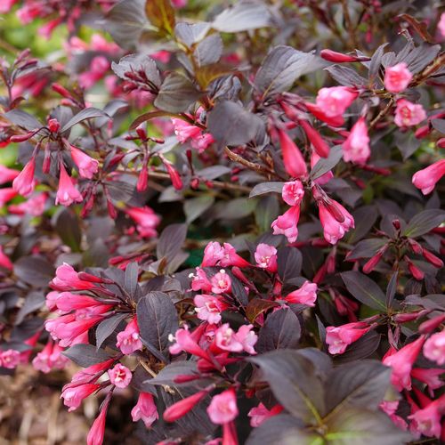 Weigela Very Fine Wine&reg; Image
