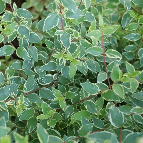 Abelia Mucho Gusto&trade; Image