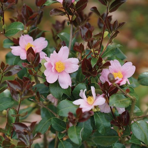 Camellia Just Chill Red Tip&trade; Image