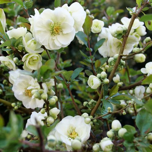 Chaenomeles Double Take Eternal White&trade; Quince Image