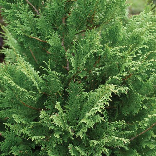 Chamaecyparis Cedar Rapids&trade; False Cypress Image