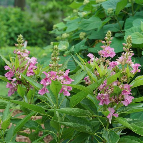 Chitalpa El Ni&ntilde;o&trade; Desert Orchid Image