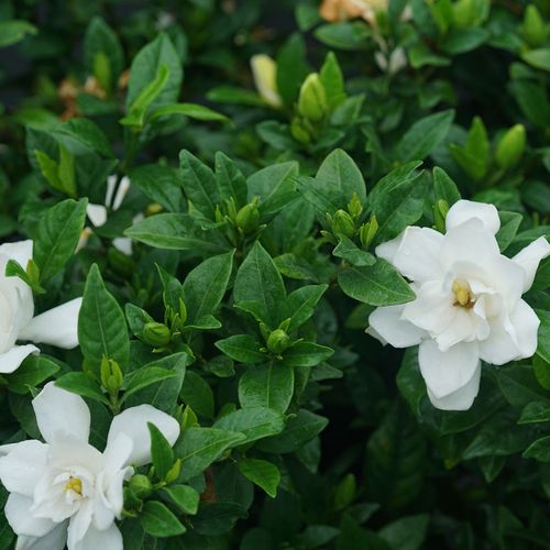 Gardenia Pillow Talk&reg; Image