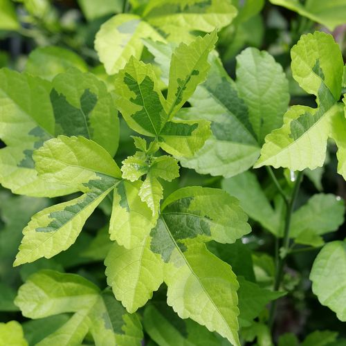 Hibiscus Paraplu Adorned&trade; Rose of Sharon Image