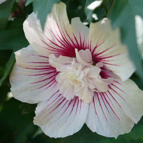 Hibiscus Starblast Chiffon&trade; Rose of Sharon Image