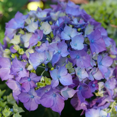 Hydrangea Lets Dance Lovable™ Bigleaf Hydrangea | Jackson & Perkins