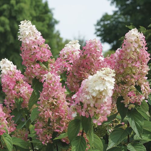 Hydrangea Pinky Winky Prime&trade; Panicle Hydrangea Image