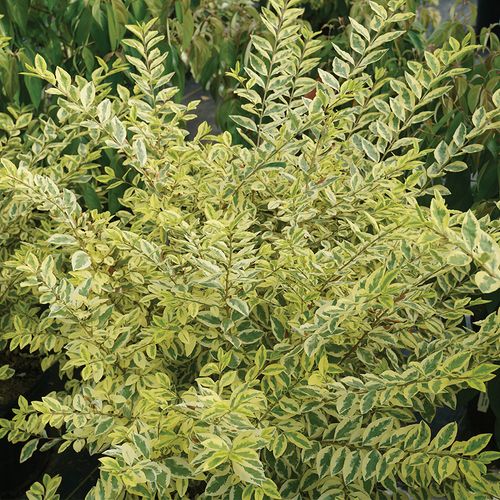 Ligustrum Good Vibrations&reg; Privet Image