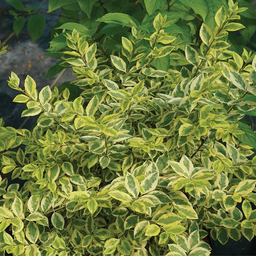 Ligustrum Good Vibrations&reg; Privet Image
