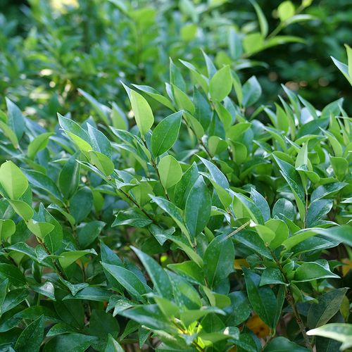 Ligustrum Kindly&trade; Japanese Privet Image